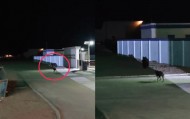 90后徒步博主羌塘无人区过夜遇棕熊袭击，民警驱熊救人