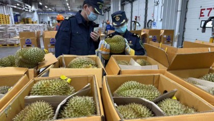 1600吨新鲜榴莲已在广州，正运往各地水果批发市场和超市